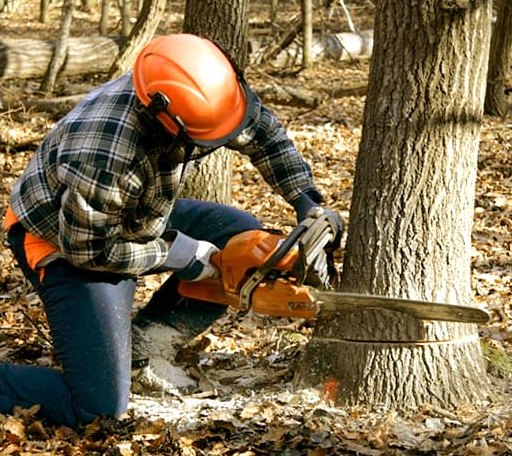 Tree Removal in Rumford, RI